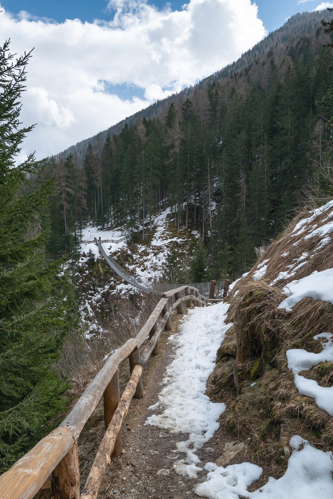 Il ponte tibetano sospeso sopra la forra del Ragaiolo in Val di Rabbi, visto dal sentiero di accesso tra gli abeti