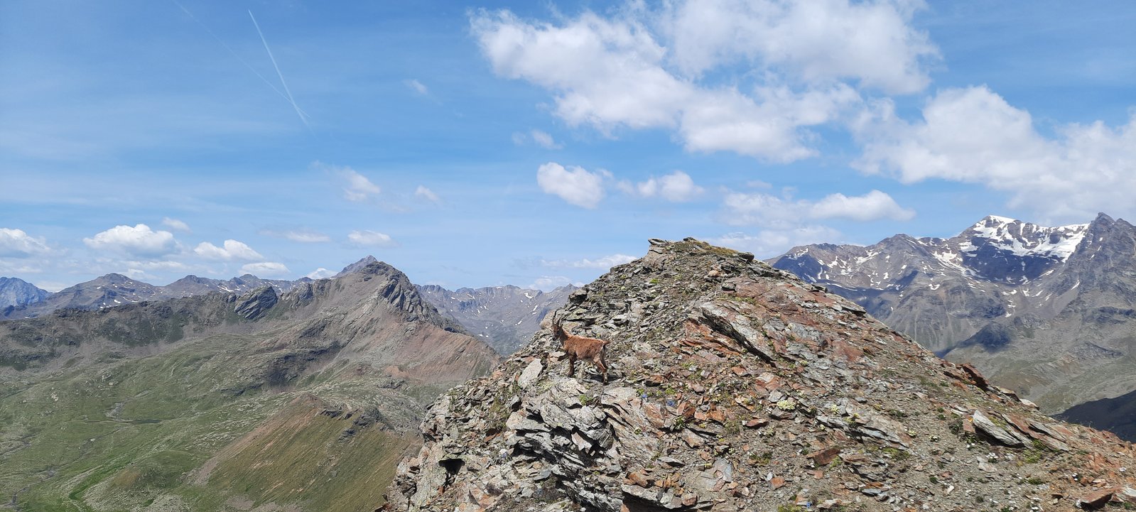 Stambecco su una cresta rocciosa nel Parco Nazionale dello Stelvio, con montagne innevate sullo sfondo